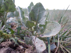 Atriplex argentea