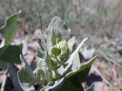 Atriplex argentea