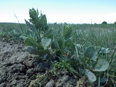 Atriplex argentea