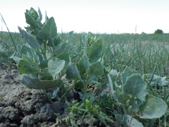 Atriplex argentea
