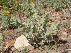 Atriplex argentea