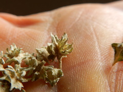 Atriplex argentea