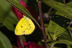 Pyrisitia euterpiformis