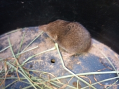 Myosorex varius