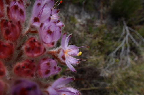 Dilatris corymbosa (Dilatris corymbosa)