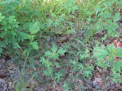 Geranium carolinianum carolinianum