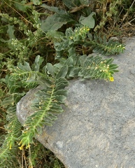 Alkanna orientalis