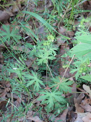 Geranium carolinianum carolinianum