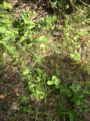 Plectritis congesta brachystemon