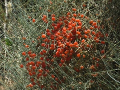 Ephedra procera