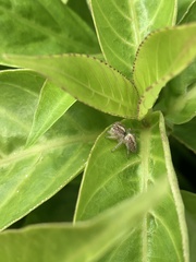Megafreya sutrix
