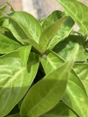 Megafreya sutrix
