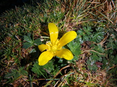 Ranunculus oreophytus