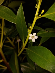 Myoporum laetum
