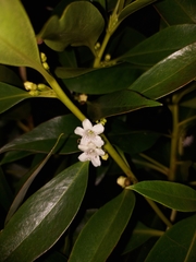 Myoporum laetum