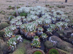 Dendrosenecio keniensis