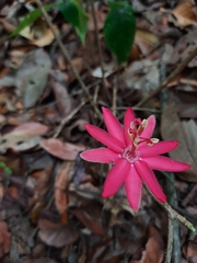Passiflora glandulosa