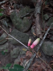 Passiflora glandulosa