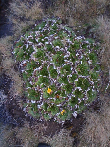 Haplocarpha rueppellii