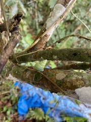 Leiostracus perlucidus