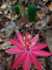 Passiflora glandulosa