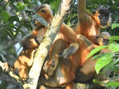 Trachypithecus pileatus