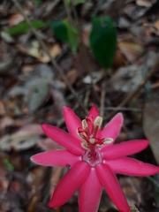 Passiflora glandulosa