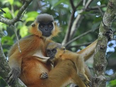 Trachypithecus pileatus