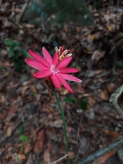 Passiflora glandulosa