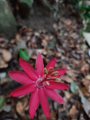 Passiflora glandulosa