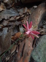 Passiflora glandulosa