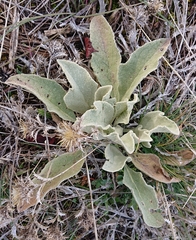 Verbascum rotundifolium