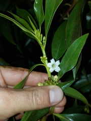 Myoporum laetum