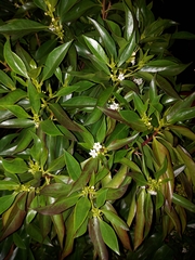 Myoporum laetum