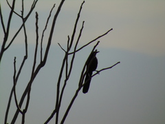Quiscalus mexicanus