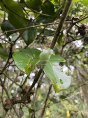 Leiostracus perlucidus