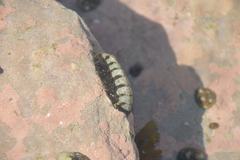 Onithochiton literatus