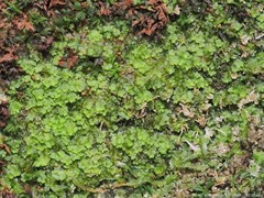 Jubula pennsylvanica