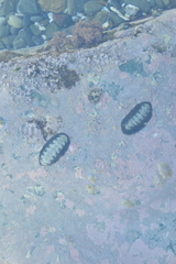 Onithochiton literatus