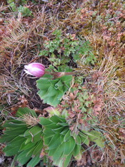 Anemone thomsonii
