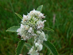 Hyptis lappacea