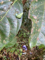 Leiostracus perlucidus