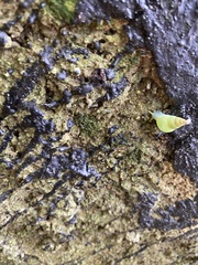 Leiostracus perlucidus