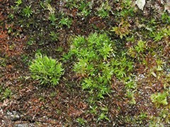 Diphyscium mucronifolium