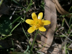 Ranunculus bullatus