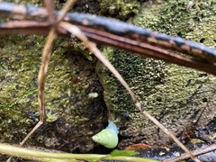Leiostracus perlucidus