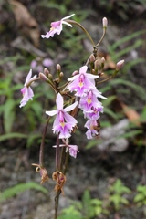 Epidendrum calanthum