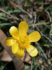 Ranunculus bullatus