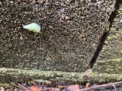 Leiostracus perlucidus