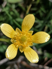 Ranunculus bullatus
